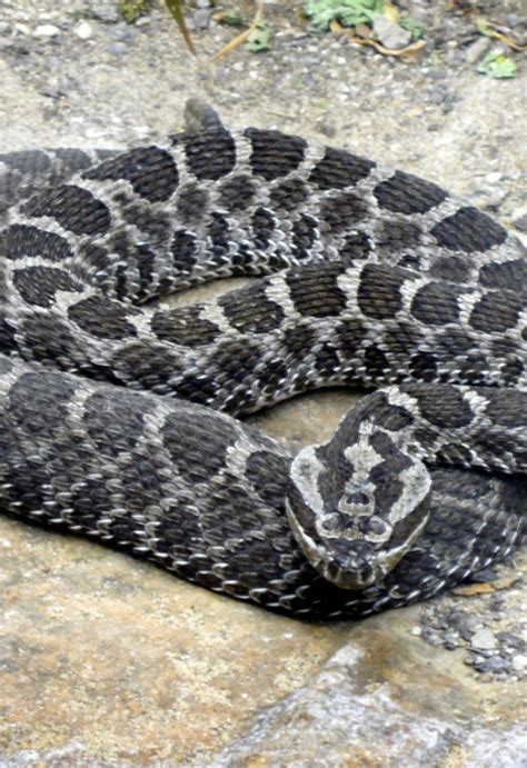 Eastern massasauga rattlesnake recovery plan | U.S. Fish & Wildlife Service