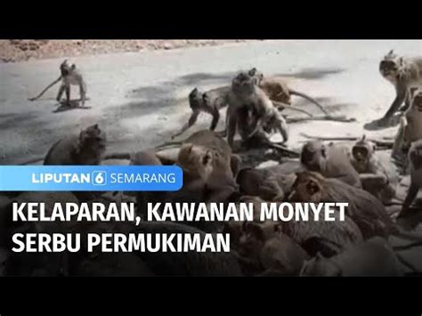 Kelaparan Kawanan Monyet Serbu Permukiman Liputan Semarang Youtube