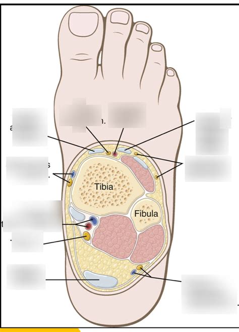 Regional Exam 2 Ankle Block Diagram Quizlet