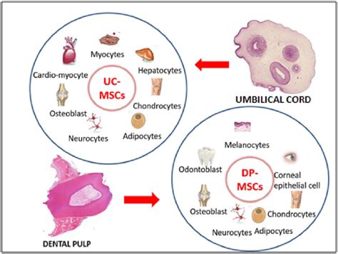 Differentiation Capacity Of Uc Mscs And Dp Mscs Download Scientific Diagram