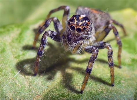 Spider - Stock Image - F007/0049 - Science Photo Library