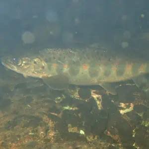 List Of Fish Species In Lake Of The Woods 2023 Updated Pond Informer