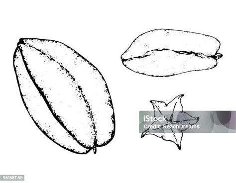 Fruit Sketch Black And White Fruit Sketch Hand Drawing Isolated Stock Illustration - Download ...