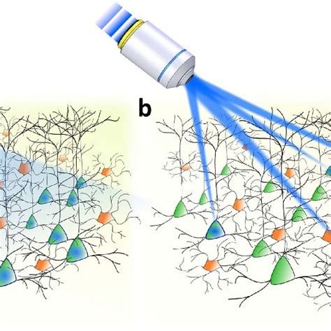 Optical Approaches For Optogenetic Stimulation A Cell Type