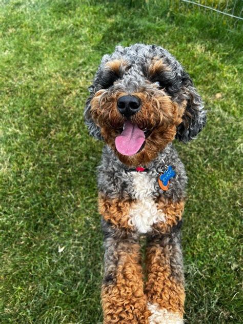 Miniature Labradoodles | Small in Size, Big in Heart — Great Day ...