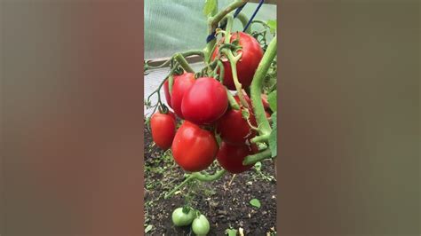 Томат Рая поспел. Вот такая красная веточка - YouTube