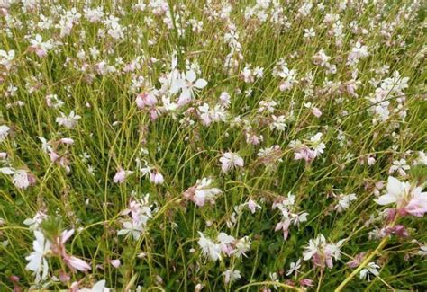 Gaura Lindheimeri Madonna Kont L Lumigreen Cz