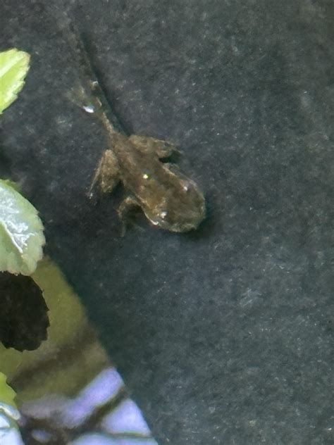 Help Identifying Tadpolesfroglets Rfrogs