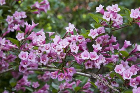 20 Best Flowering Shrubs To Grow In Full Sun