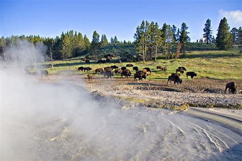 Buffalo at Mud Volcano