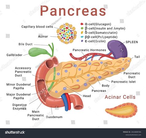 Pancreas Infographics Medical Scheme Anatomical Cross Stock Vector ...