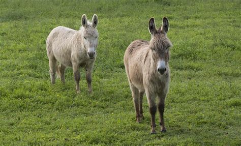 Free Donkey Ass Donkey Images Pixabay