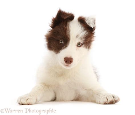 Dog Brown And White Border Collie Puppy Photo Wp49449