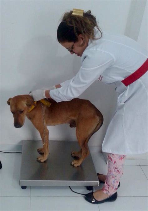 Tvt Tratamento Caseiro
