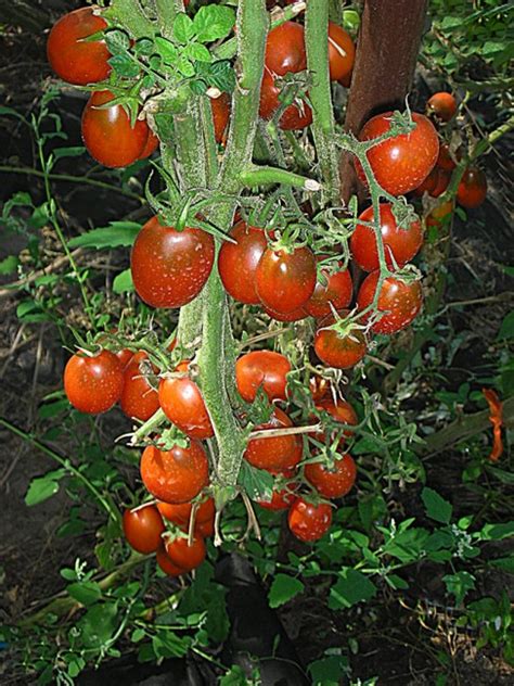 Семена: Томат Шоколадный зайчик. Черри и коктельные сорта томатов ...