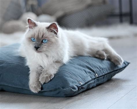 About Island Pet Hospital Las Vegas Veterinarians Open 6 Days A