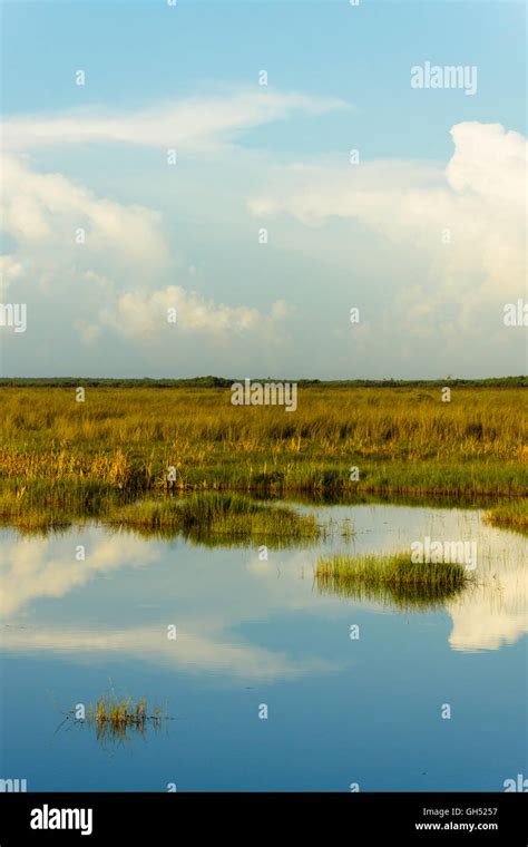 Sawgrass Prairie In South Florida Stock Photo Alamy