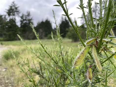 Invasive Species In The Pacific Northwest Invasive Species