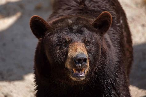 Top 10 Animals And Wildlife In Missouri Animals Around The Globe