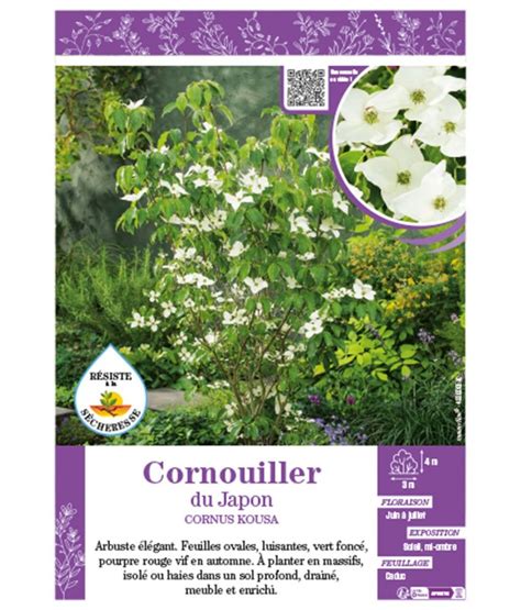 Cornus Kousa Voir Cornouiller Du Japon