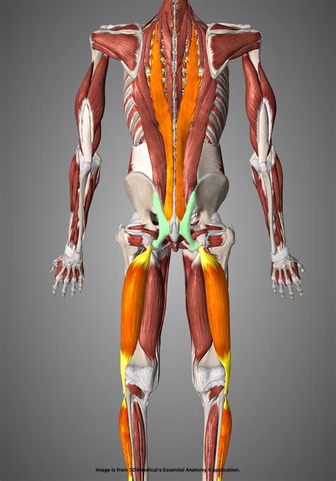 Postural Dysfunction and Exercise Therapy: What are they? - Drummond