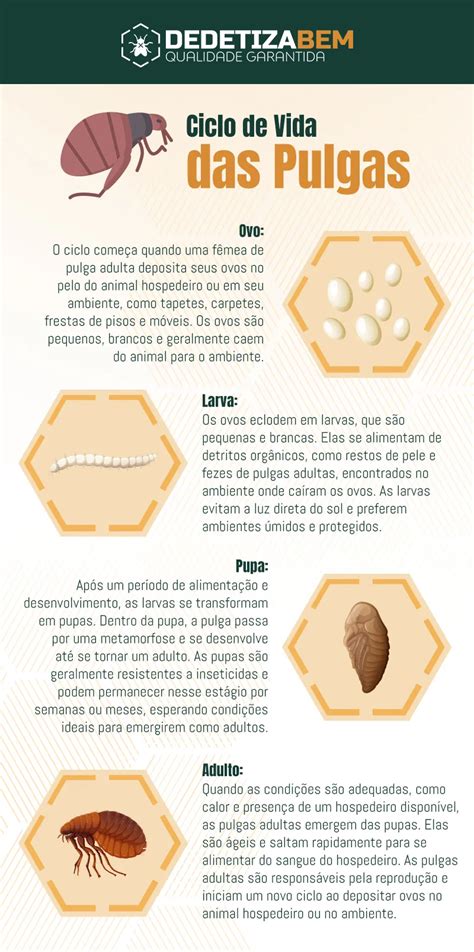 Baixada Das Pulgas - Ciclo de Vida das Pulgas: Reprodução, Habitat e Controle Preventivo ...