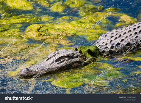 Gator Country Stock Photos and Pictures - 158 Images | Shutterstock