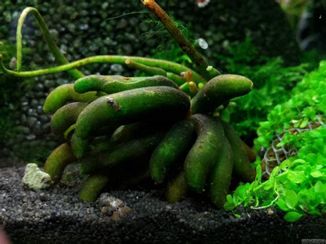 Nymphoides aquatica - Wasserbanane - Flowgrow Wasserpflanzen-Datenbank