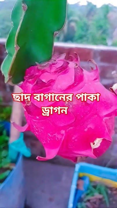 এবছরের প্রথম ড্রাগন ফল Youtube