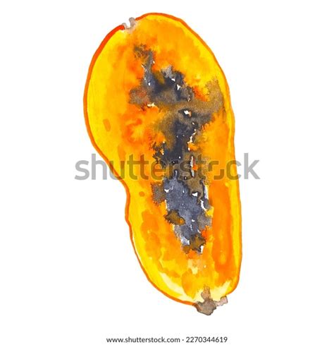 Papaya Slice Tropical Fruit Clipart Watercolor Stock Illustration ...