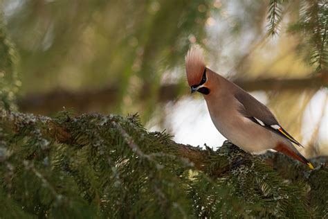 Tilhi Bohemian Waxwing Matti Hakkarainen Flickr