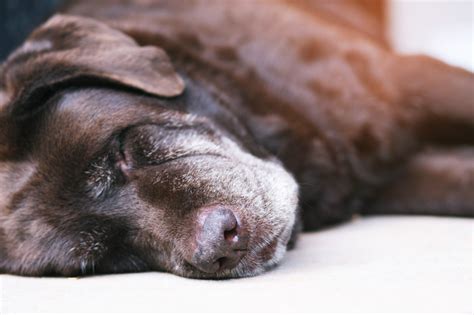 Quando O Cachorro Não Quer Comer E Fica Triste - Cachorro não quer comer, está vomitando e triste: saiba como resolver!