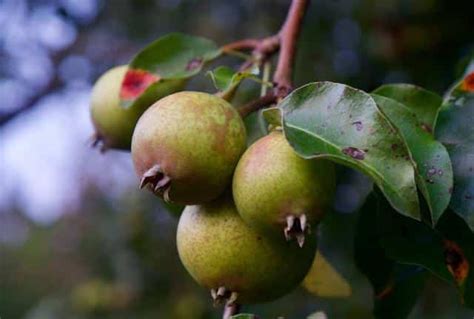 Poirier Sauvage Un Petit Arbre Rustique Jardiner Malin