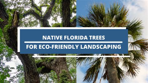 12 Native Florida Trees For Eco-friendly Landscaping - Wilson Exteriors