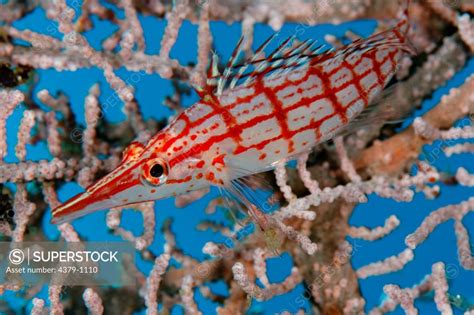 Longnose Hawkfish Oxycirrhites Typus On Seafan Manado Sulawesi