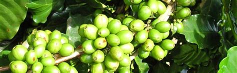 Griffonia simplicifolia - Działanie i Przeciwwskazania - Zielares