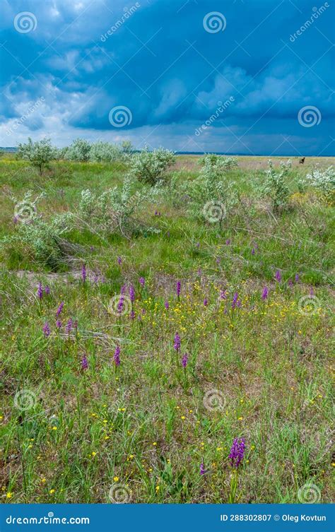 Orchis Mascula Early Purple Orchid Flowering Plants From The Steppe