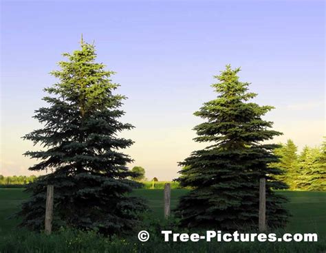 Spruce: White Spruce Tree Farm Picture