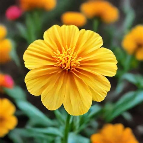 Premium Photo A Yellow Flower With The Word Bloom On It