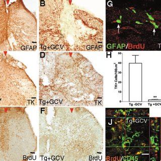 Transgenically Targeted Ablation Of Reactive Scar Forming Astrocytes