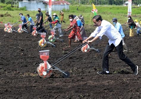 Jokowi Papua Barat Punya Potensi Besar Di Sektor Pertanian Indonesia