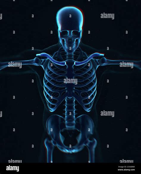 Radiografía de hueso del cuello Sistema esquelético de anatomía humana