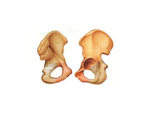 Coxal Bone Anatomy Quiz