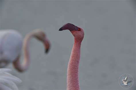 Lesser Flamingo Les Oiseaux De Camargue