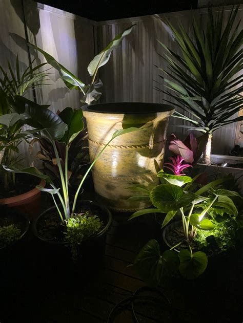 Backyard Bali Backyard Plants Garden