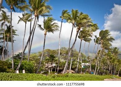 Maui Hawaii Rainbow Palm Trees Stock Photo 1117755698 | Shutterstock