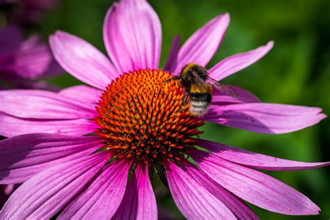 Download Bumblebee Flying Insect Flower Royalty Free Stock