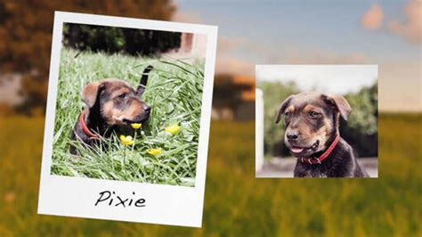 Tux Dog Heroes Brand Hub Purina New Zealand