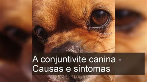 A Conjuntivite Canina Causas E Sintomas YouTube