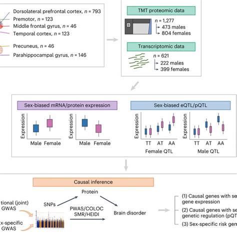 Of Main Analyses We Investigated Sex Differences In Protein Expression